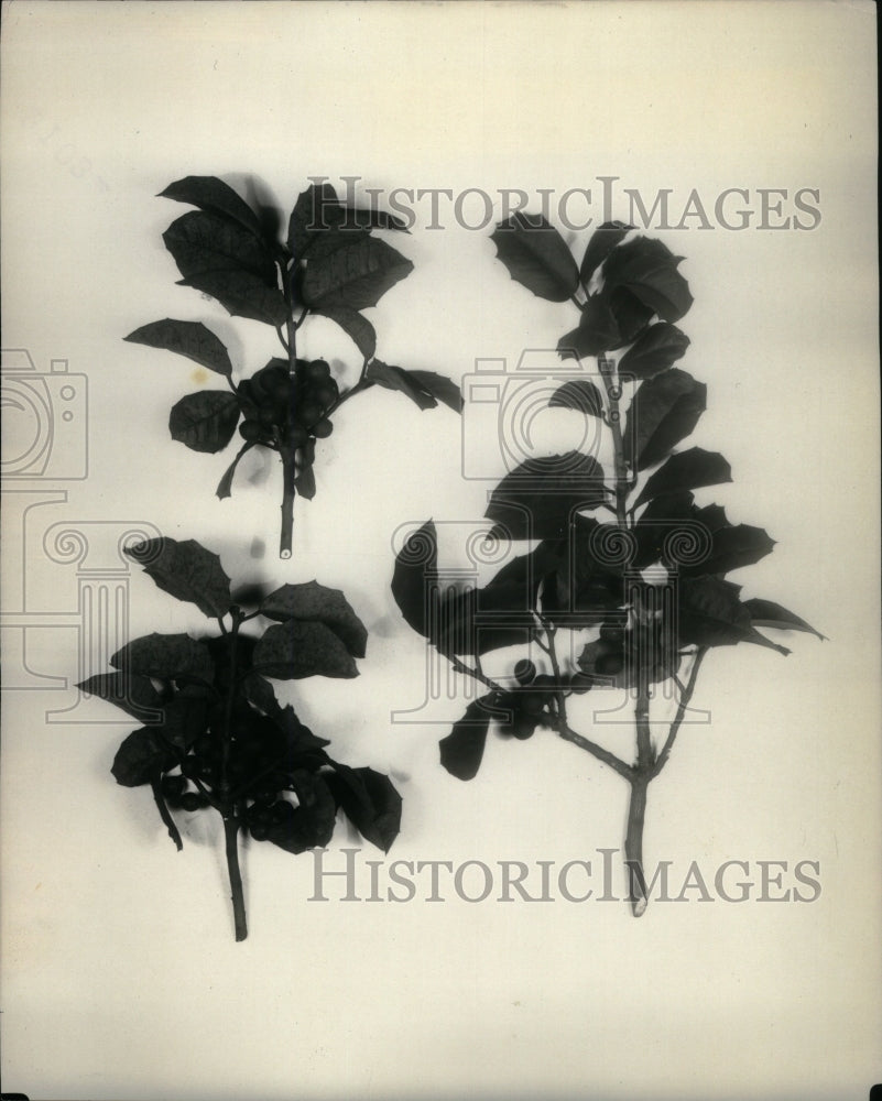 1945, American Holly Berry Clusters - RRU56191 - Historic Images