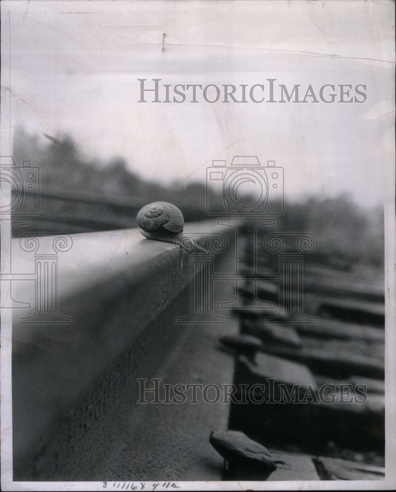 1963, Snail Crossing Train Track - RRU56381 - Historic Images