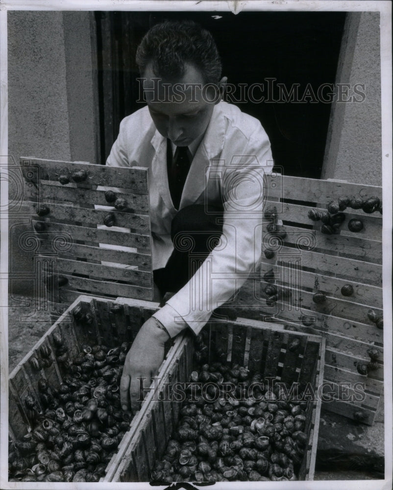 1970 Press Photo Snail Common Molluscan Class Adult - RRU56383 - Historic Images