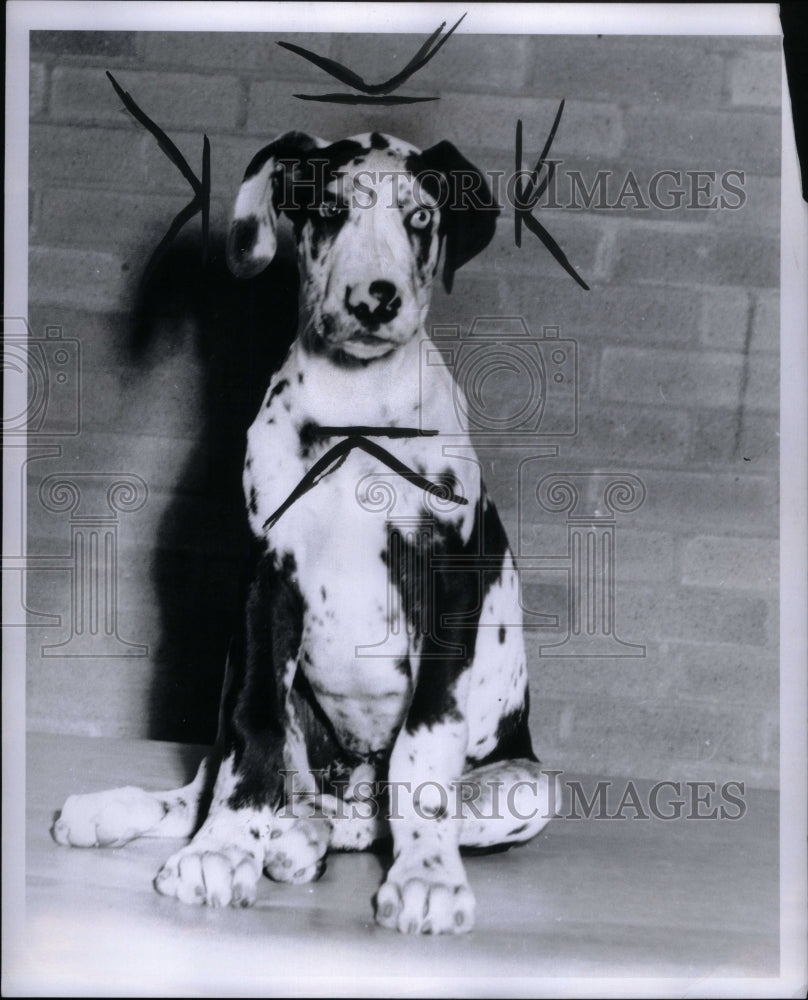 1960, Great Dane - RRU57499 - Historic Images