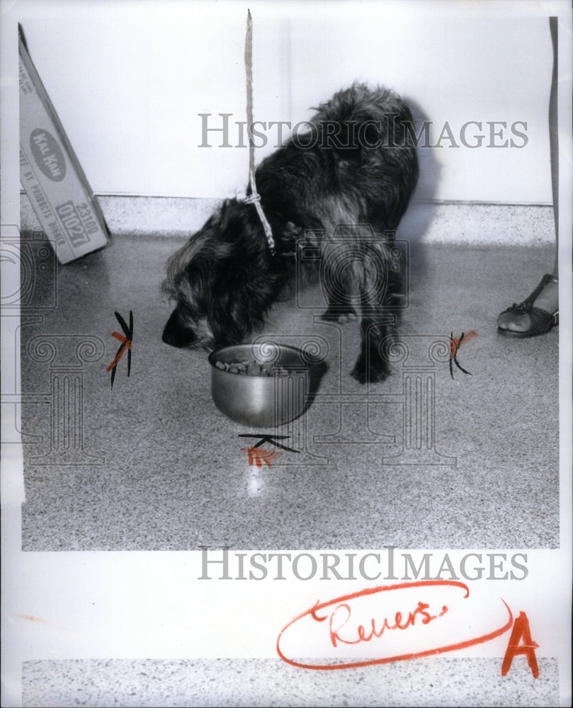 1974 Rascal Terrier Humane Society - Historic Images