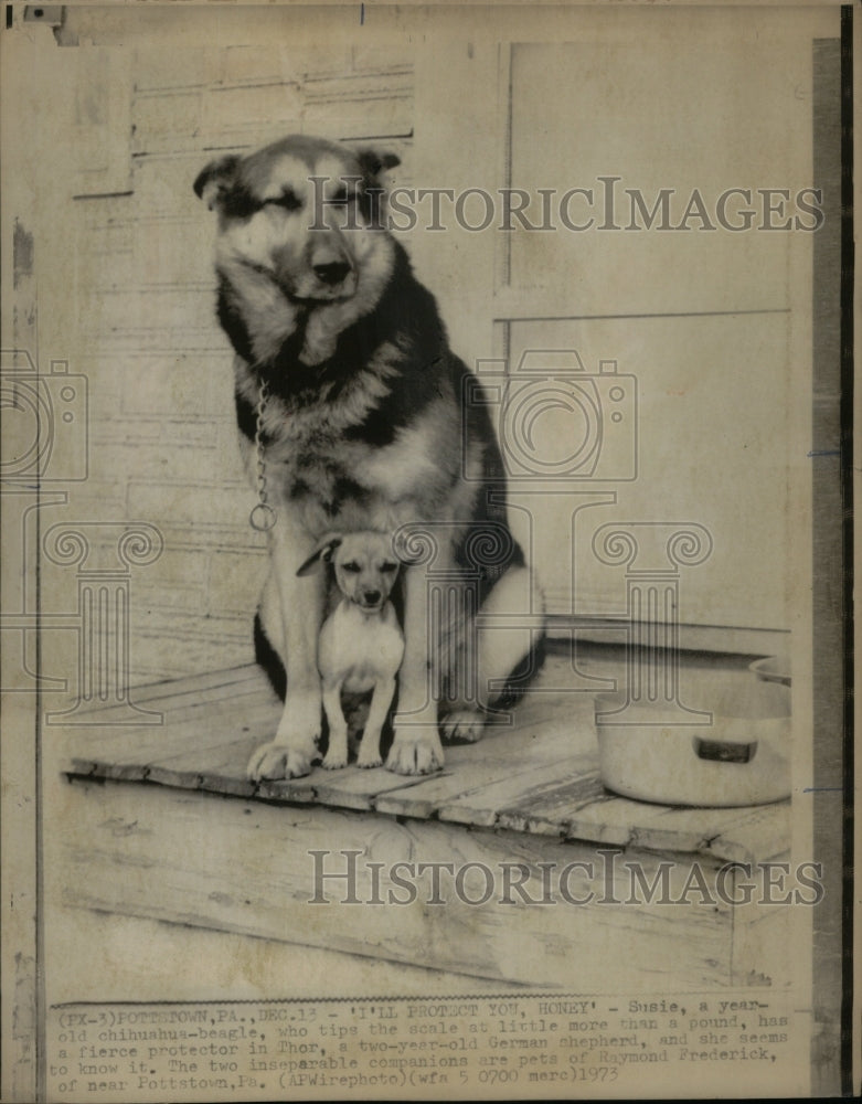 1973 Press Photo German Shepard guards Chihuahua-Beagle - Historic Images