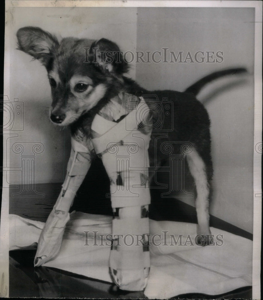 1954, Peanuts Puppy Splints Fall Off Porch - RRU58753 - Historic Images