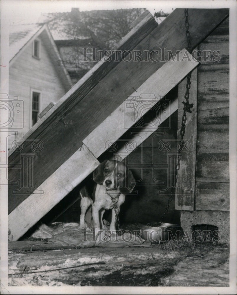 1971 Press Photo Illinois Citizens Animal Welfare - RRU58825 - Historic Images