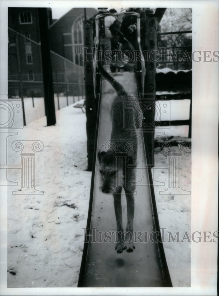 1992 Press Photo Mackie bounds Dog Scoville Taylor park - Historic Images