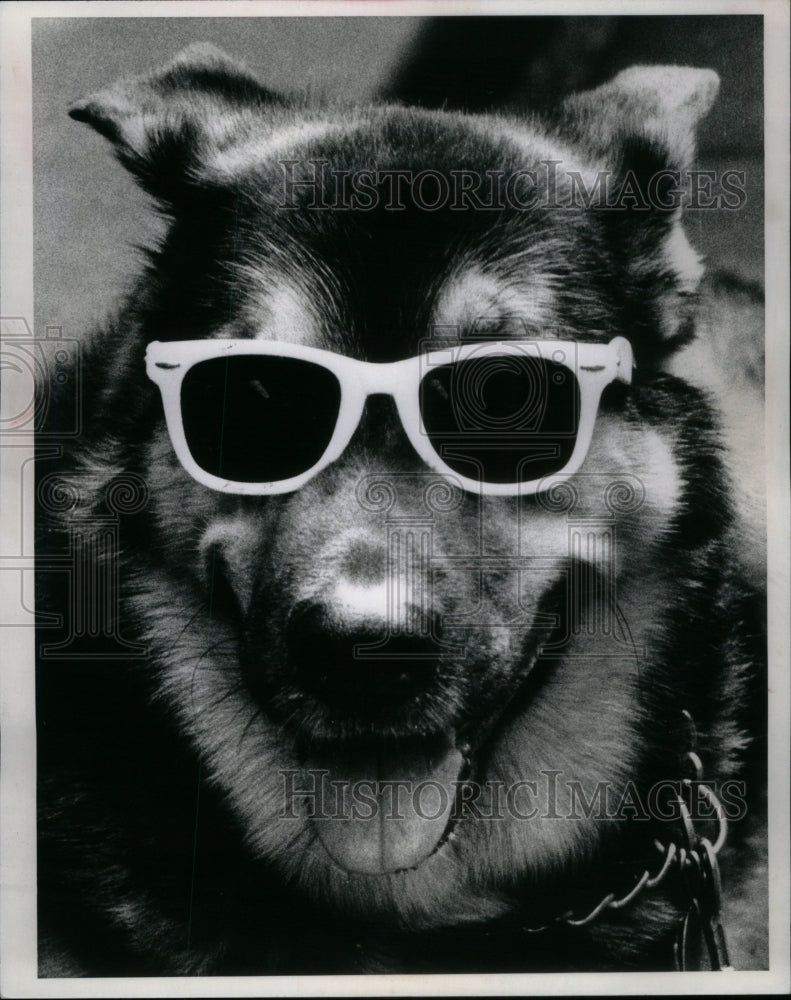 1989, German Shepherd Dog Wearing Sunglasses - RRU58891 - Historic Images