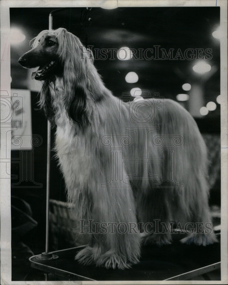 1971 Press Photo Afghan Hound - RRU58897 - Historic Images