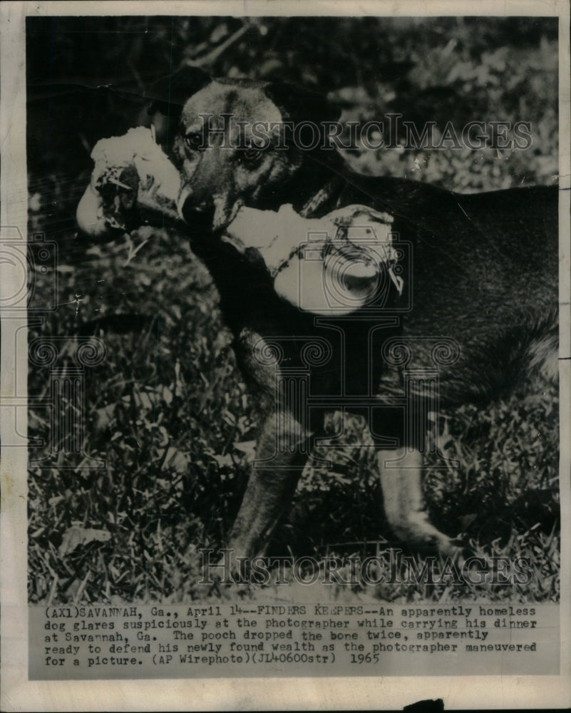 1965 Press Photo Savannah Finders Keepers Dog Dinner - RRU58901 - Historic Images