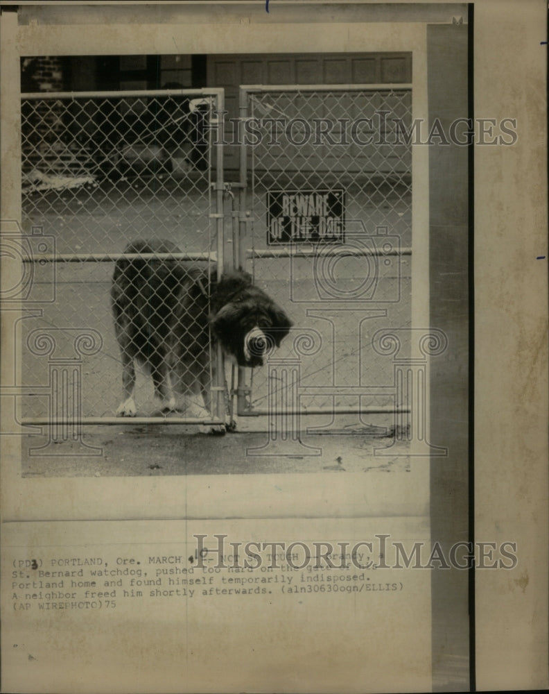 1975 Bernard watchdog Portland Indisposed - Historic Images