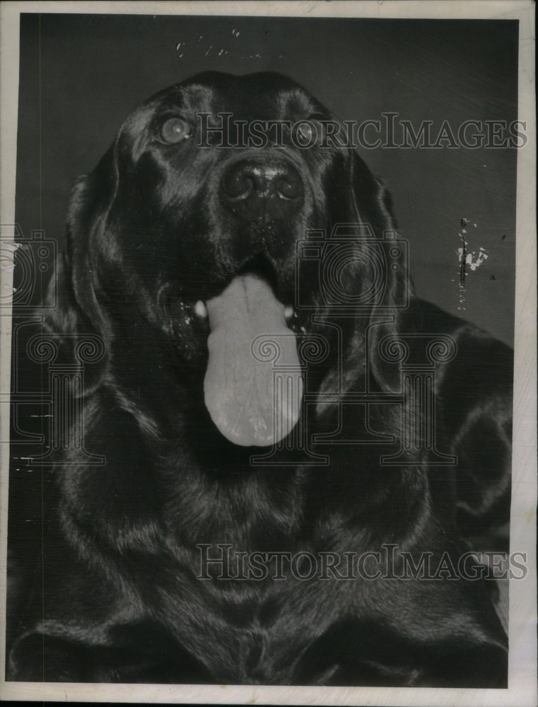 1952, Dog Show Labrador Retriever - RRU58917 - Historic Images