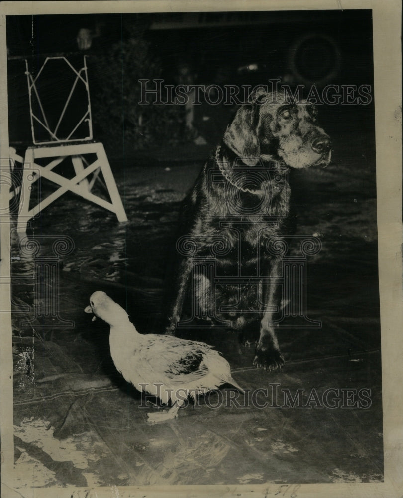 1943, Labrador duck Dog nose Sportsmen show - RRU58919 - Historic Images