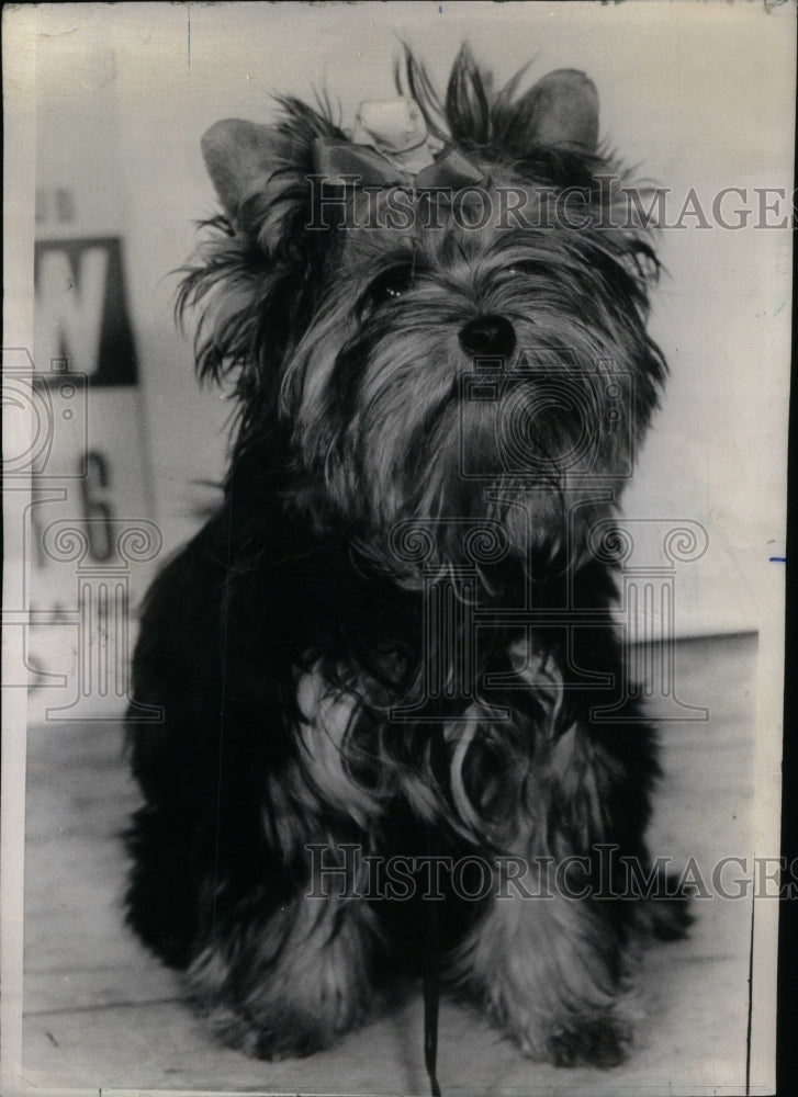 1975, Yorkshire Terrier Dog Breed Show - RRU58951 - Historic Images