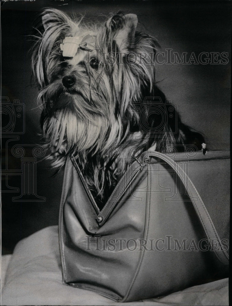 1972 Press Photo Yorkshire Terrier owner Leslie Gordon - Historic Images