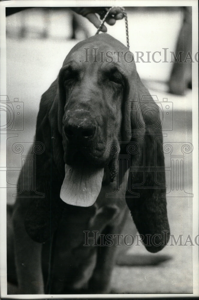 1978 Press Photo Belburn Brick Brack Blood Hound Daleya - Historic Images