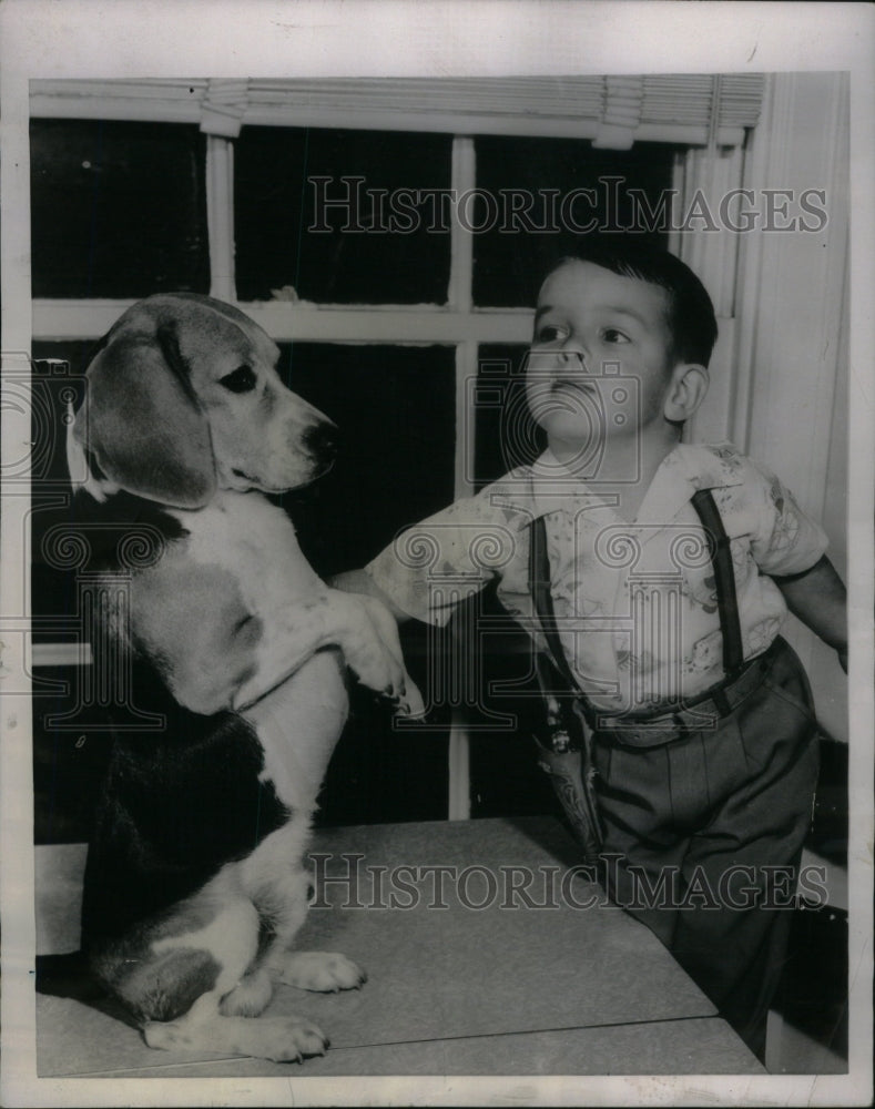 1954 American Kennel Club Beagle pedigreed - Historic Images