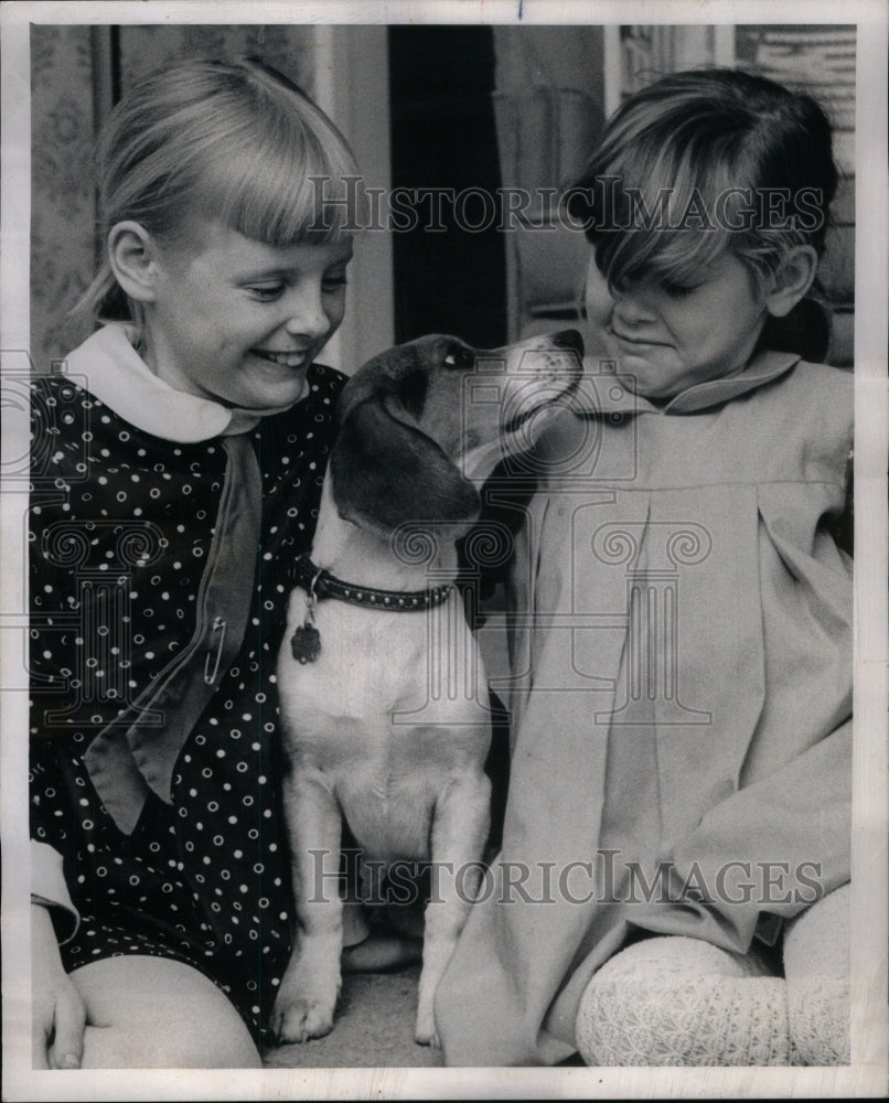 1987 Five beagle Sam Erin Coffey Clare - Historic Images