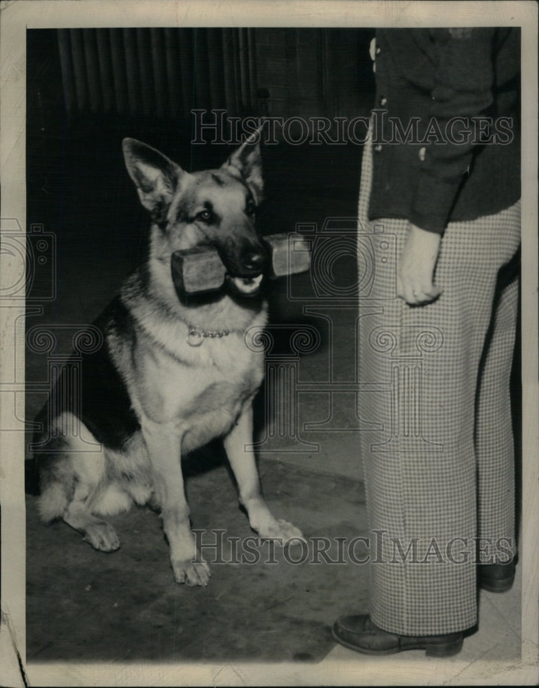 1970, Echo Von Hagen Shepherd Dog Training - RRU58993 - Historic Images