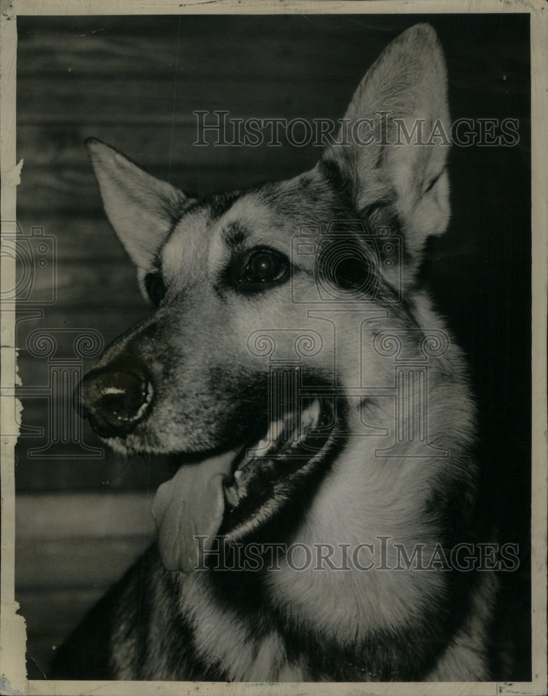 1948 German Shepherd champion Jeffrey Van - Historic Images