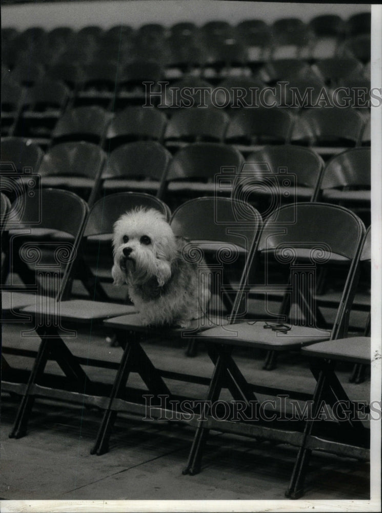 1977, Dogged Determination Amphitheatre Ring - RRU59043 - Historic Images