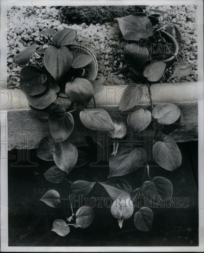 1977, Heart leaf Phiodendron - RRU59097 - Historic Images