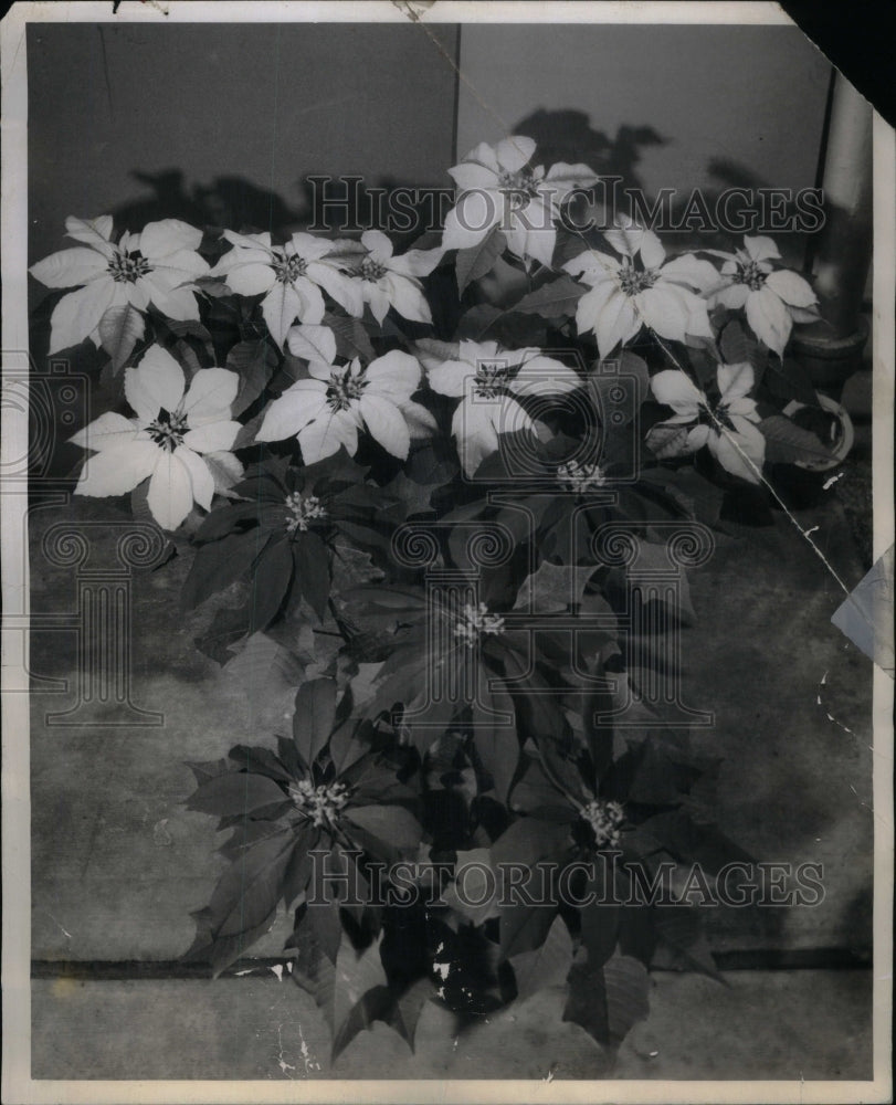 1956 Press Photo White Poinsettias Flowers Picture Show - RRU59123 - Historic Images