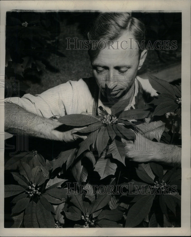 1947 Press Photo poinsettia begonia Sidney Solberg - RRU59127 - Historic Images