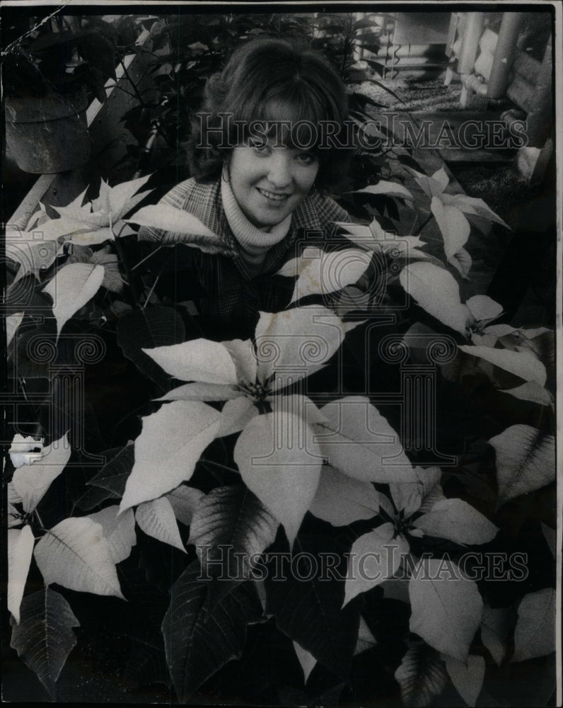 1973 Joan Connor Display Poinsettia Show - Historic Images