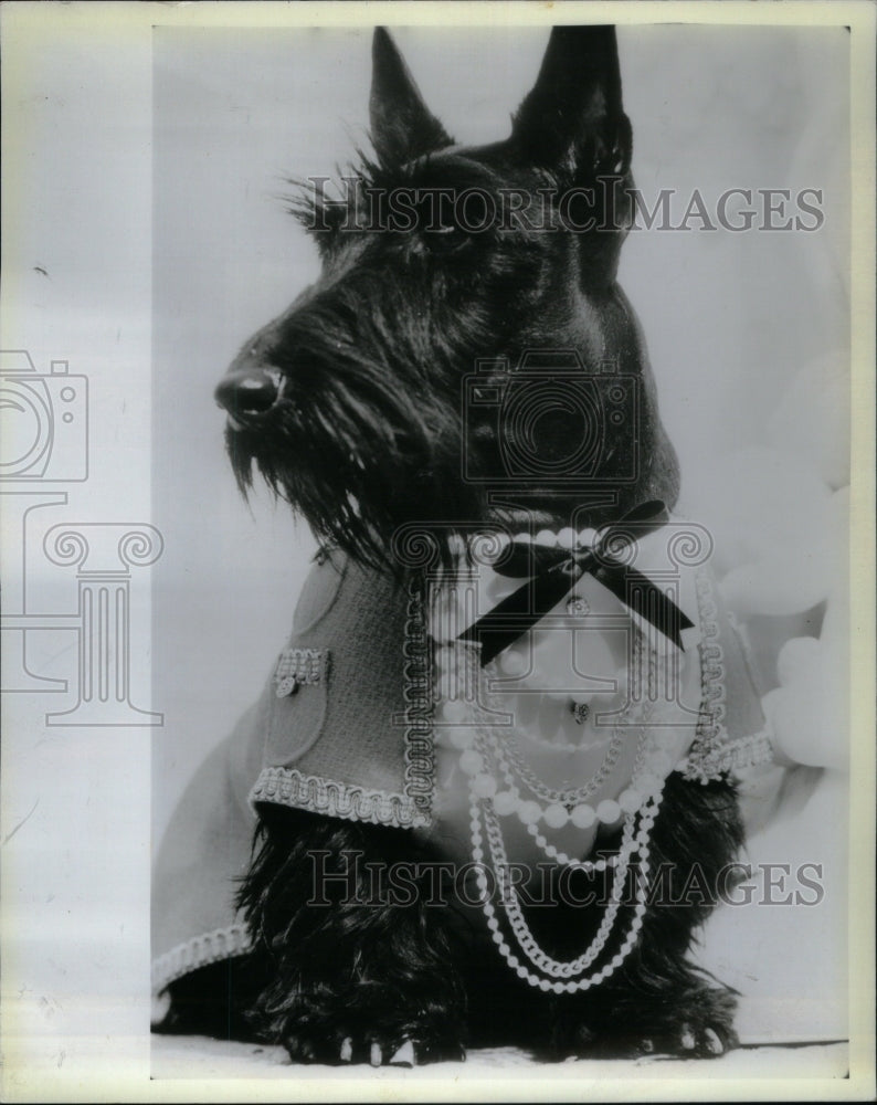 1986 Press Photo Dog Modelling Fashion Canine Klein - Historic Images