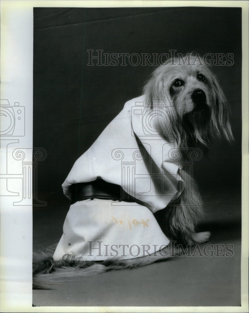 1986 Press Photo Dog fashion by Canine Kiein - Historic Images