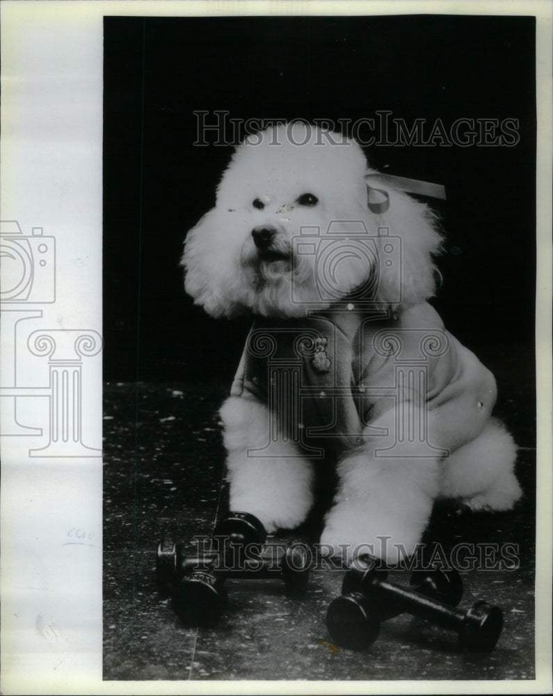 1986 Press Photo Dog Fashion Jane Fide Degue Modeling - RRU59167 - Historic Images