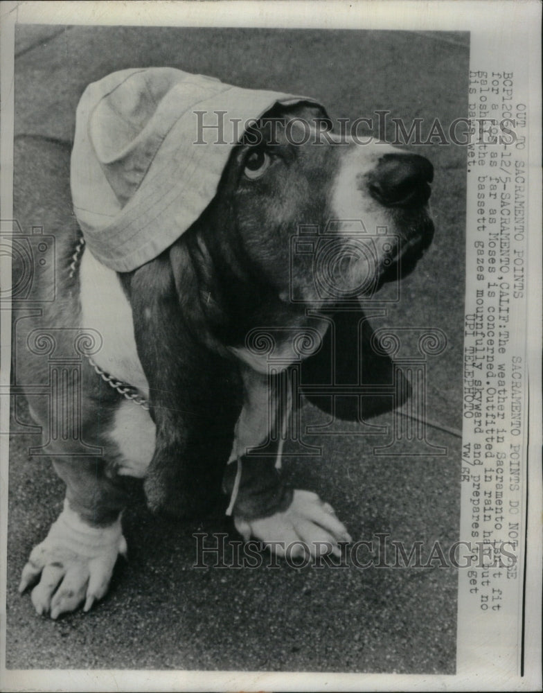 1966, Sacramento Moses Dog Clothing weather - RRU59173 - Historic Images