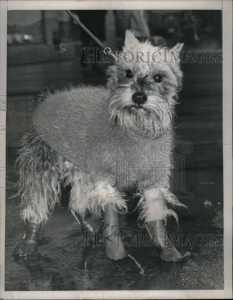 1965 Press Photo Schanuser Dog Clothing Coat Rain Boots - RRU59175 - Historic Images