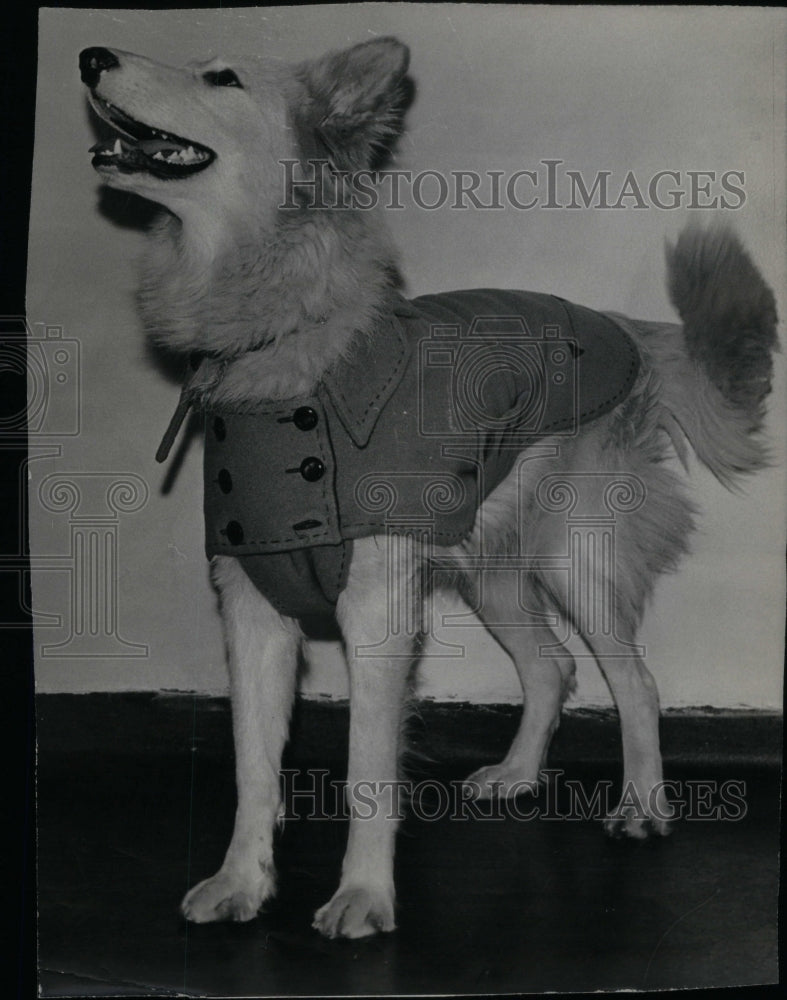 1966 Press Photo Dog Wardrobe Canine Fashion - Historic Images