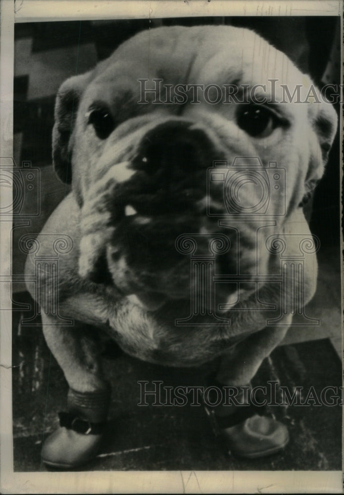 1964 Press Photo Josie English Bulldog model dog boots - Historic Images