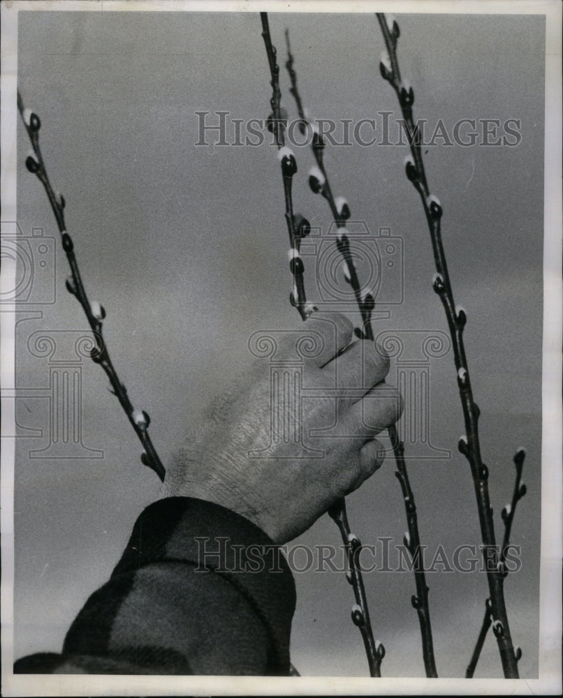 1962 Blossoms bursting bursting chilly CH - Historic Images