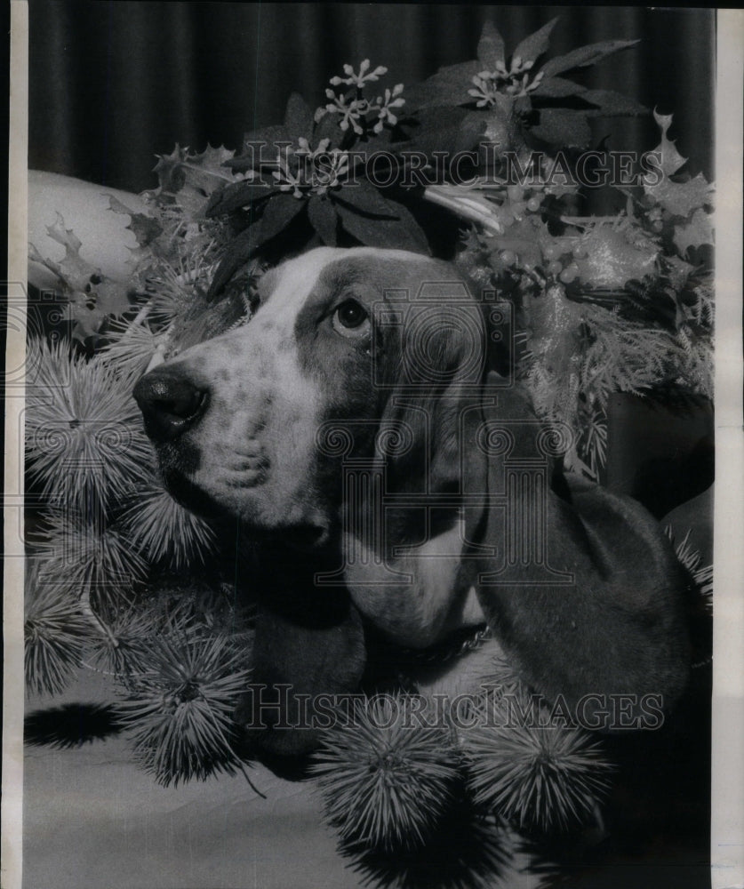 1971 Press Photo Anti-Cruelty Society Basset Hound - Historic Images