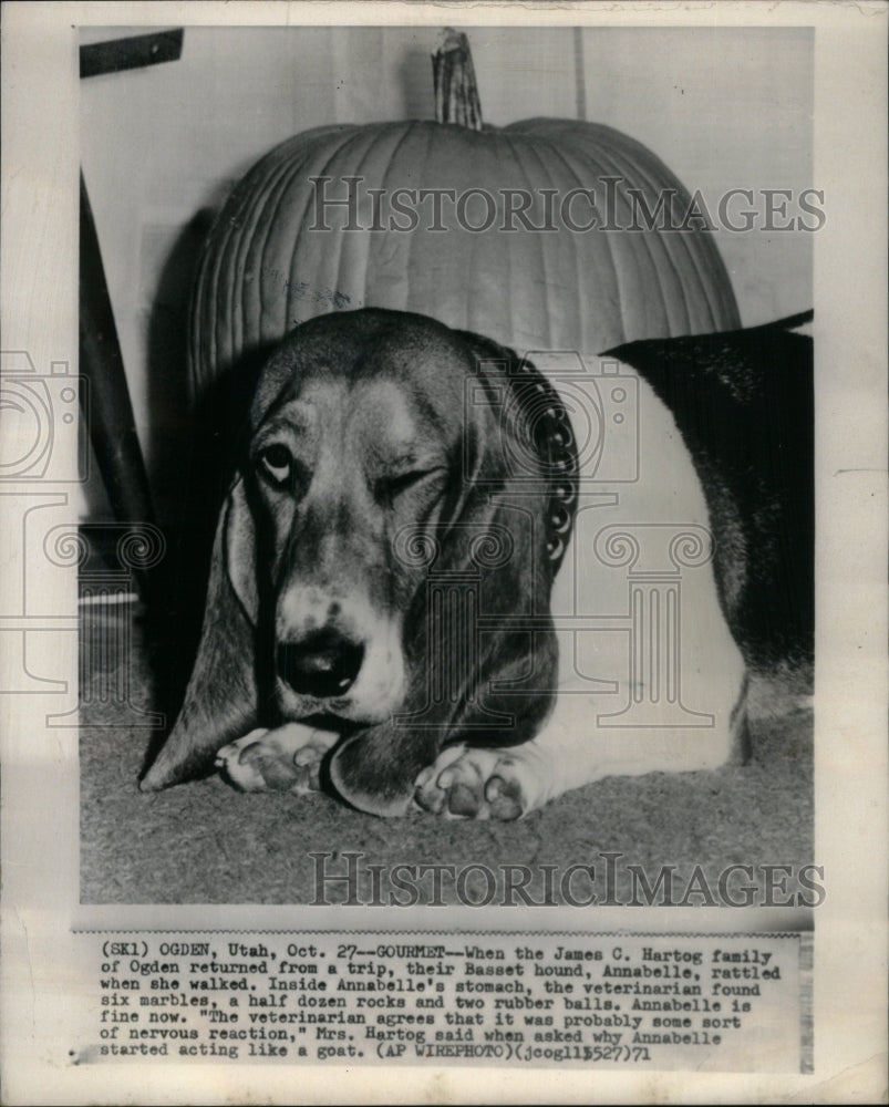 1971, Basset Hound Veterinarian - RRU59211 - Historic Images