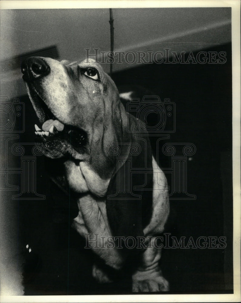 1990, DOG BREED BASSET HOUND SHORT LEGGED - RRU59215 - Historic Images