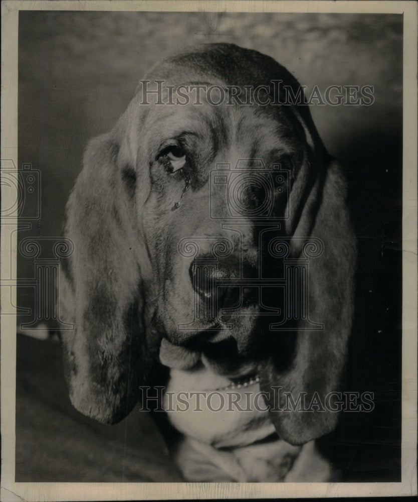 1951, Junior. Basset hound - RRU59223 - Historic Images