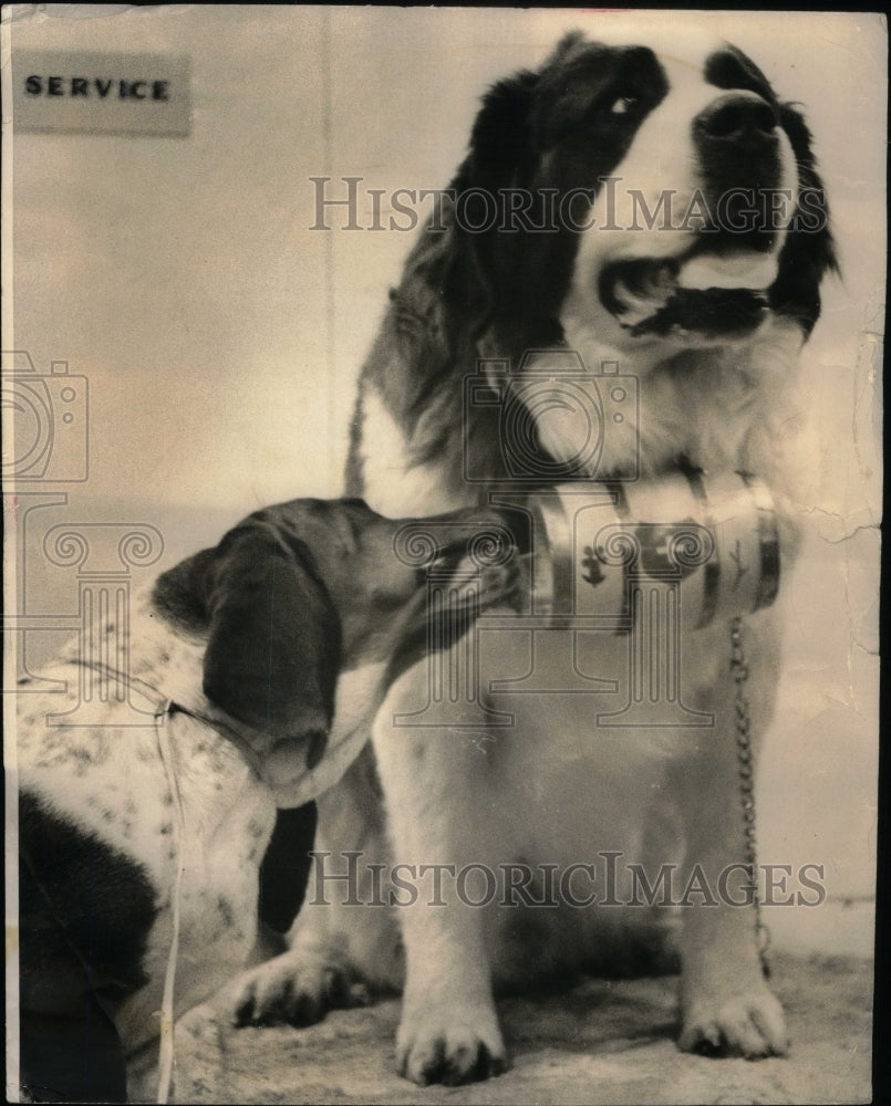 1965 Press Photo Winston Hound Chirs Teeter Year Alfred - RRU59229 - Historic Images