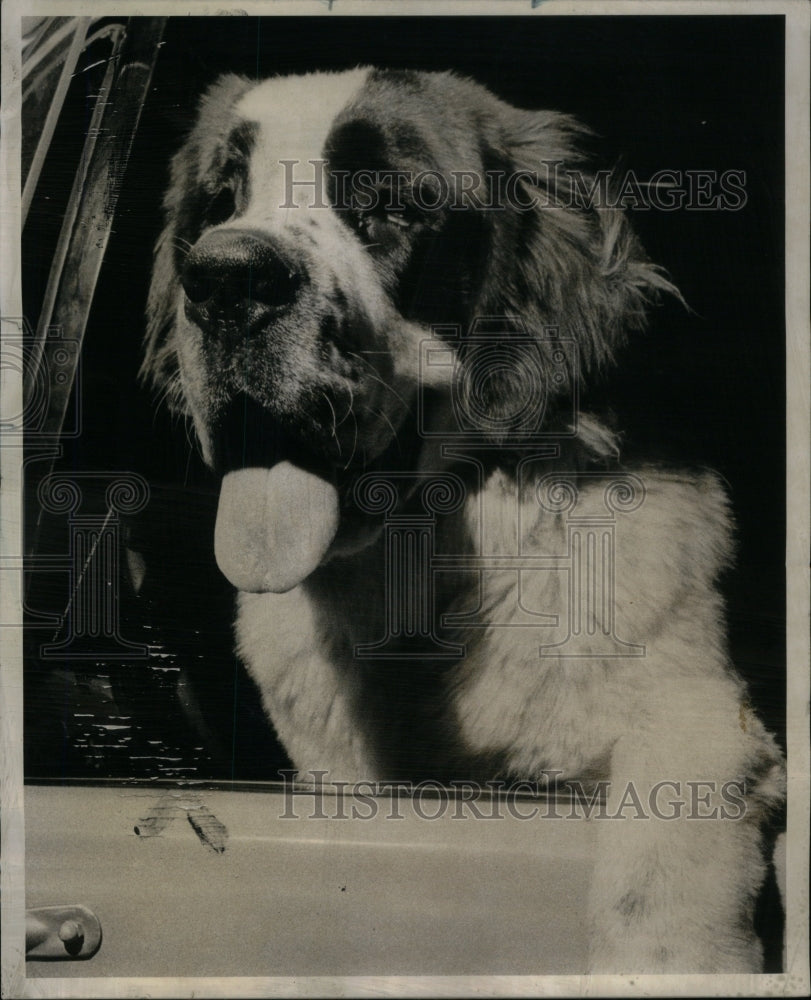 1975 Press Photo Pedigreed Saint Bernard Pam SAun Times - RRU59235 - Historic Images