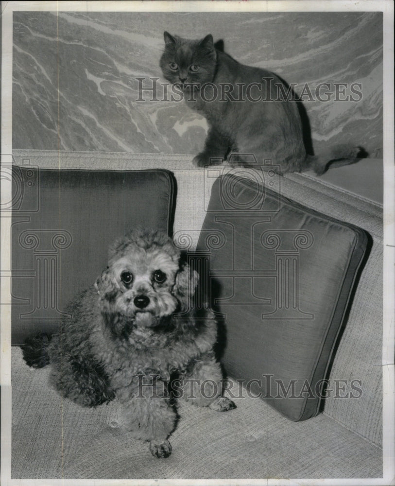 1958, Dogs - RRU59259 - Historic Images