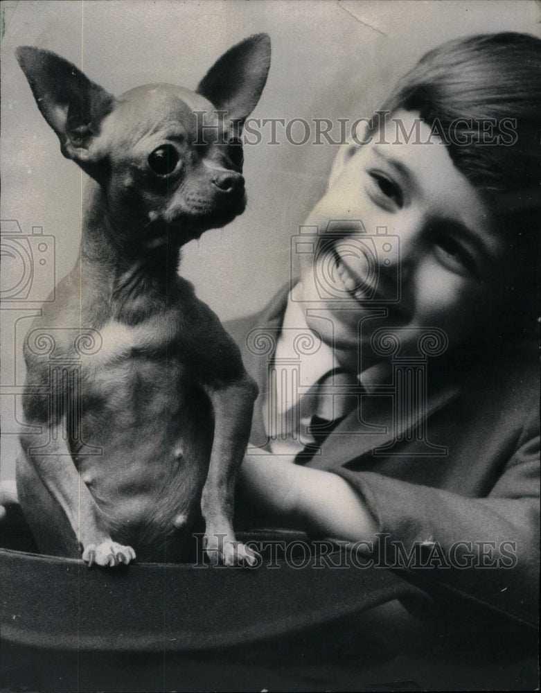 1966 Press Photo Prize Winning Smooth Coat Chihuahua - Historic Images