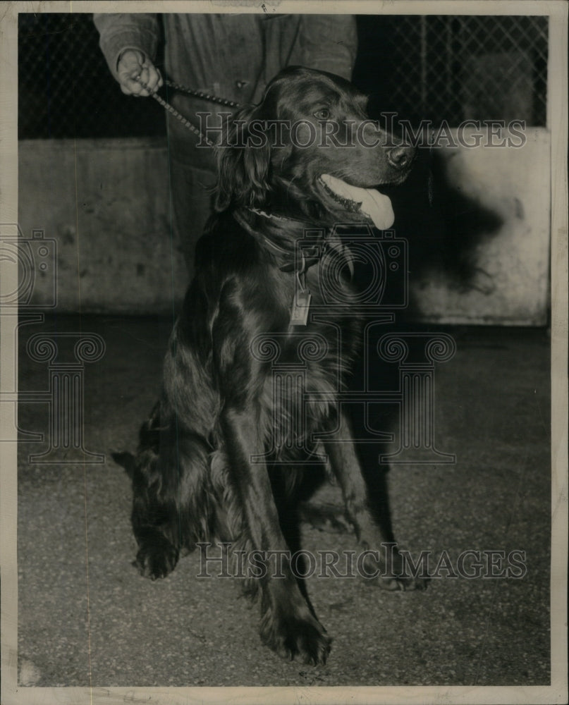 1948 Irish Setter - Historic Images