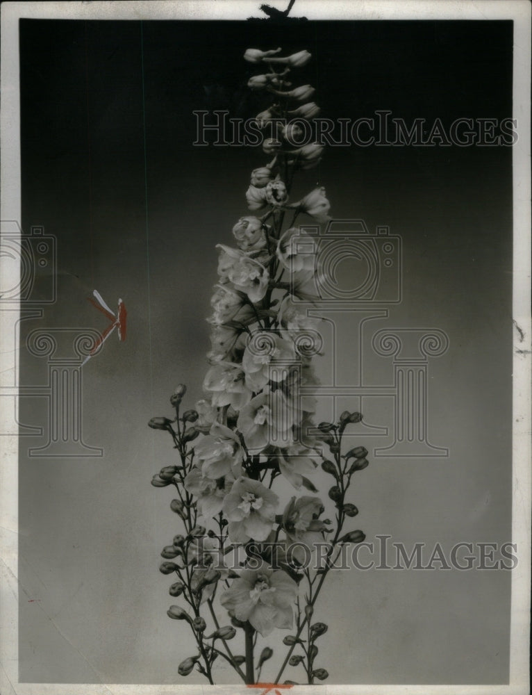 1959 Press Photo Delphinium Perennial Flowering Plant - Historic Images