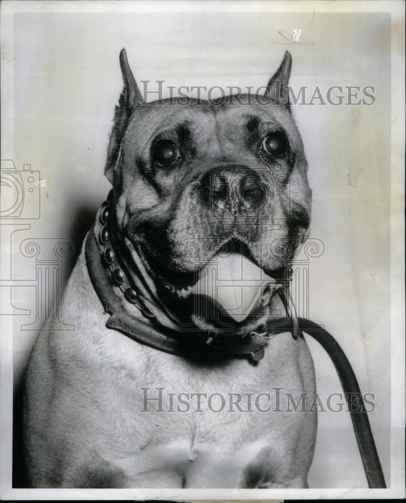 1957, Illinois Animal Welfare League Wabas - RRU59555 - Historic Images