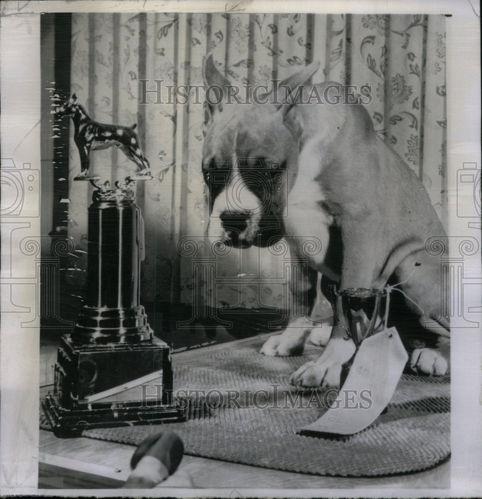 1957 Trophy Winning Boxer Dog Show Peoria - Historic Images