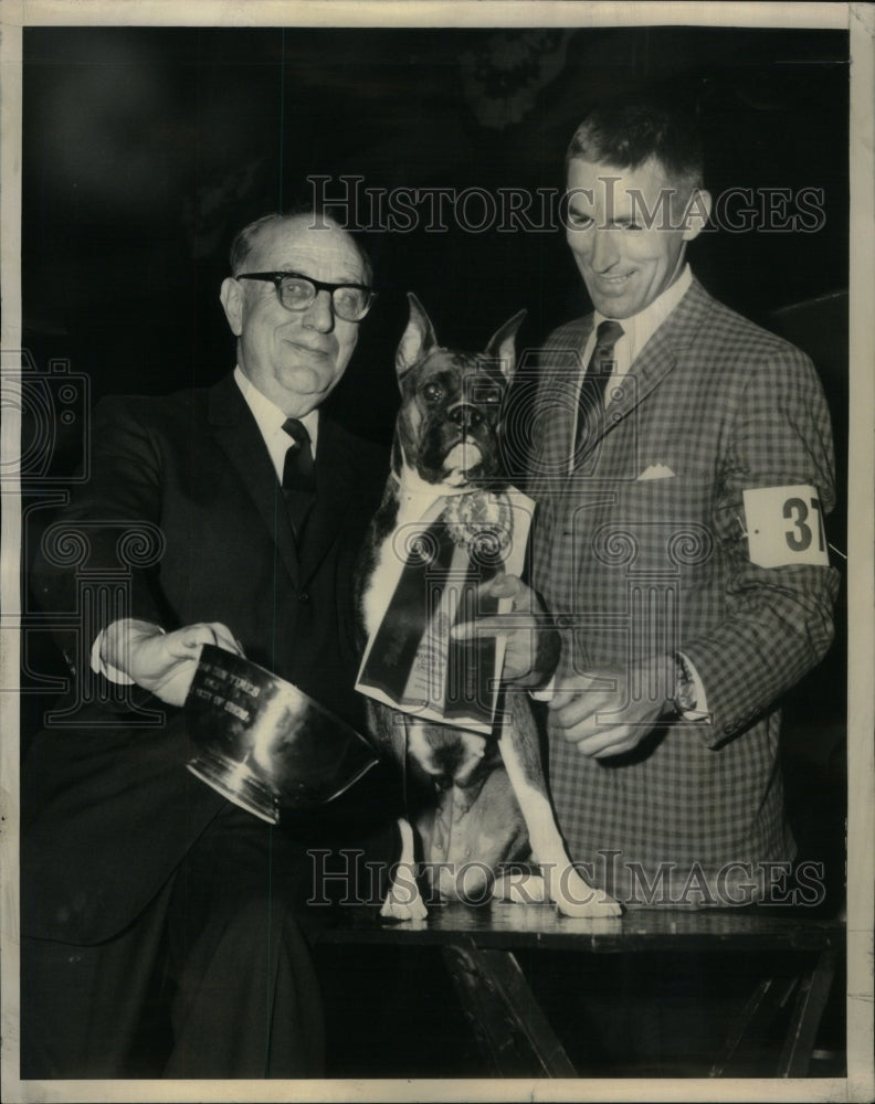 1963 Press Photo Boxer Best in Show Chicago - RRU59561 - Historic Images