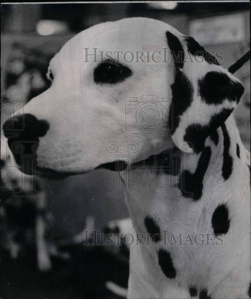 1967, Lucile Kehl dalmatian dog crown jewel - RRU59623 - Historic Images