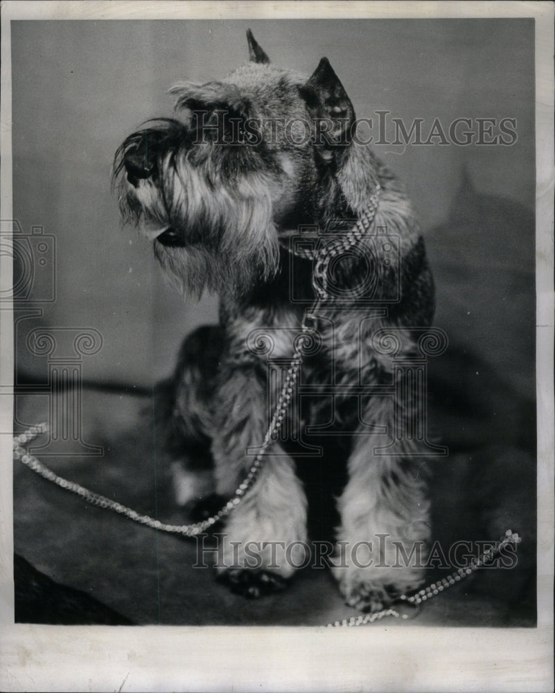 1970, Miniature Schanuzer Dog Show Entry - RRU59635 - Historic Images